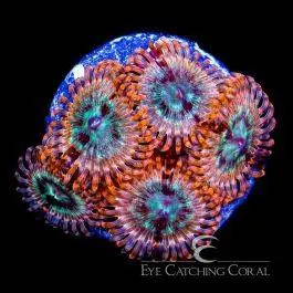 ECC Volcanic War Zoanthid - Eye Catching Coral