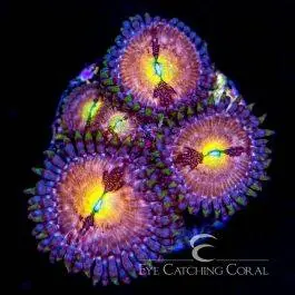 ECC Sakura Zoanthid - Eye Catching Coral