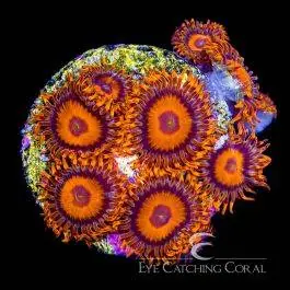 ECC Orange Oxide Zoanthid - Eye Catching Coral