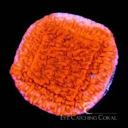 ECC Red Cap Montipora - Eye Catching Coral