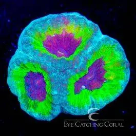 ECC Slightly Sinister Favia - Eye Catching Coral