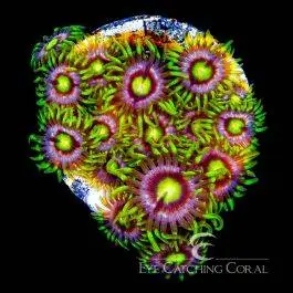 ECC Mister Twister Zoanthid - Eye Catching Coral