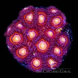 ECC Halo Monster Zoanthid - Eye Catching Coral