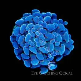ECC Dark Storm Branching Hammer - Eye Catching Coral