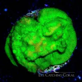 ECC Kiwi Fusion Leptoseris - Eye Catching Coral