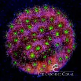 ECC Bling Bling Cyphastrea - Eye Catching Coral