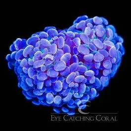 ECC Blue Gusher Branching Hammer - Eye Catching Coral