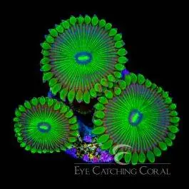 ECC Grouchy Green Zoanthid - Eye Catching Coral
