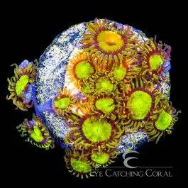 ECC King Midas Zoanthid - Eye Catching Coral