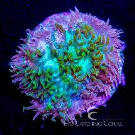 ECC Hybrid Hydnophora - Eye Catching Coral