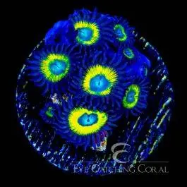 ECC Black Bella Zoanthid - Eye Catching Coral