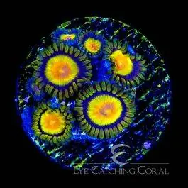 ECC Tutti Frutti Zoanthid - Eye Catching Coral