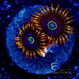 ECC Rainbow Hornet Zoanthid - Eye Catching Coral