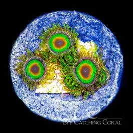 ECC Rasta Zoanthid - Eye Catching Coral