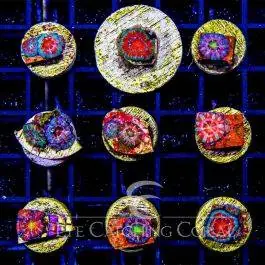 ECC Acan Lord (Captive Spawned) - Eye Catching Coral