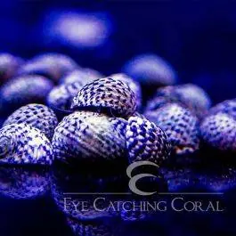 ECC Checkered Nerite Snails - Eye Catching Coral