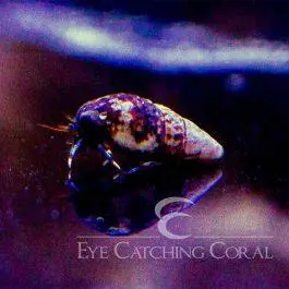 ECC Blue Leg Hermit Crabs - Eye Catching Coral