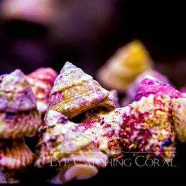 ECC Astraea Turbo Snails - Eye Catching Coral