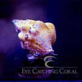 ECC Stocky Cerith Snails - Eye Catching Coral