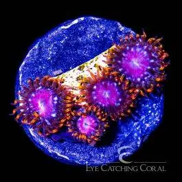 ECC Sunburst Zoanthid - Eye Catching Coral