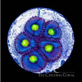 ECC Alien Eye Zoanthid - Eye Catching Coral