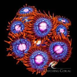 ECC Snitch Zoanthid - Eye Catching Coral