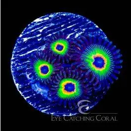 ECC Rasta Bob's Zoanthid - Eye Catching Coral