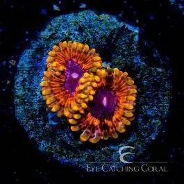 ECC Burning Ember Zoanthid - Eye Catching Coral