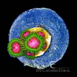ECC Awesome Blossom Zoanthid - Eye Catching Coral