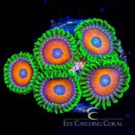 ECC Eagle Eye Zoanthid - Eye Catching Coral