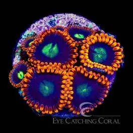 ECC Burning Suns Zoanthid - Eye Catching Coral