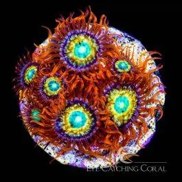 ECC Shatterfield Zoanthid - Eye Catching Coral