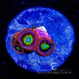 ECC Fruitopia Zoanthid - Eye Catching Coral
