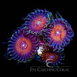 ECC Night Crawlers Zoanthid - Eye Catching Coral
