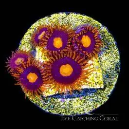 ECC War Birds Zoanthid - Eye Catching Coral