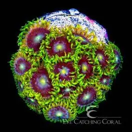 ECC Starfighter Zoanthid - Eye Catching Coral