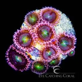 ECC Pink Taffy Zoanthid - Eye Catching Coral