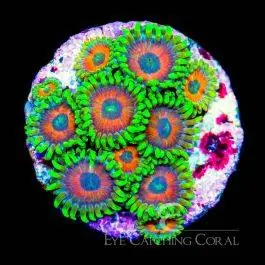 ECC Eagle Eye 2.0 Zoanthid - Eye Catching Coral