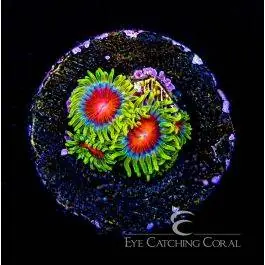 ECC Spitfire Zoanthid - Eye Catching Coral