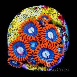 ECC Fire and Ice Zoanthid - Eye Catching Coral
