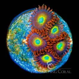 ECC Circus Freaks Zoanthid - Eye Catching Coral