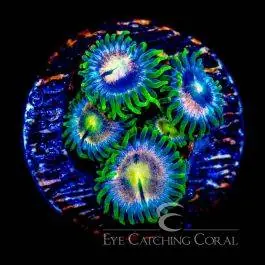 ECC Pink Bliss Zoanthid - Eye Catching Coral