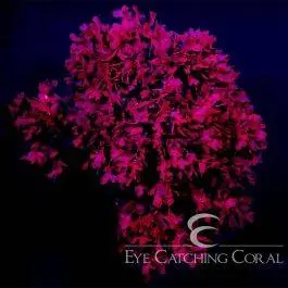 ECC Red Pom Pom Gracilaria Macro Algae - Eye Catching Coral