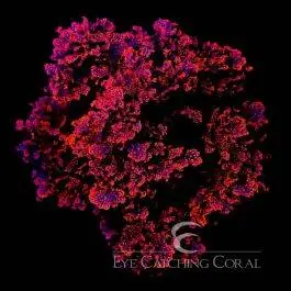 ECC Atomic Broccoli Macro Algae - Eye Catching Coral