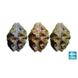 ORA Hippopus Clam