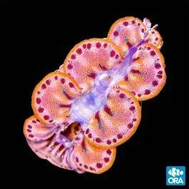 ORA Gold Maxima Clam