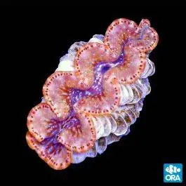 ORA Ultra Gold Maxima Clam