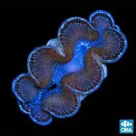 ORA First Grade Maxima Clam