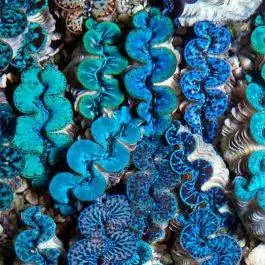 ORA Ultra Colored Maxima Clam