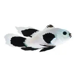 ORA Veilfin Snow Storm Ocellaris Clownfish